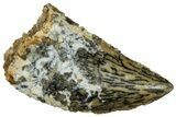 Serrated Raptor Tooth - Real Dinosaur Tooth #297548-1